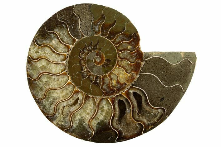 Cut & Polished Ammonite Fossil (Half) - Madagascar #336800